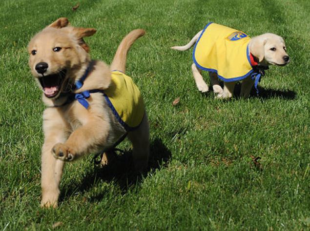 dementia puppies in training