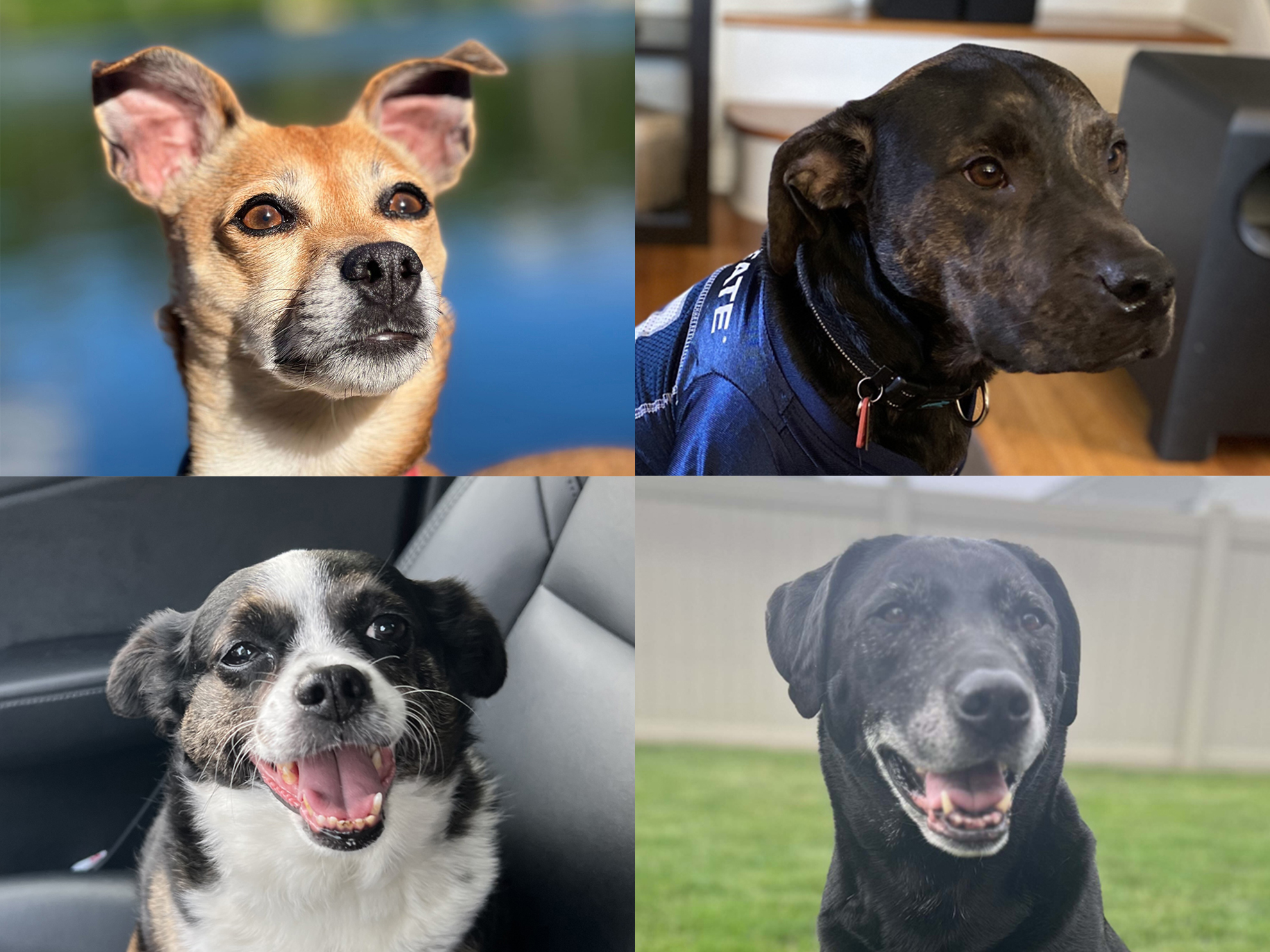 Meet the Mutts: Celebrating National Mutt Day – Varsity Branding